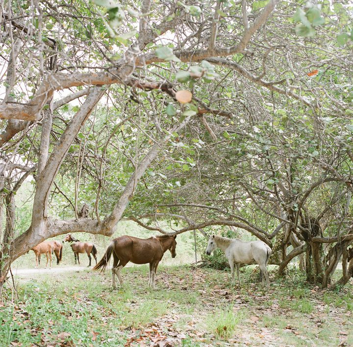 Horses at Media Luna Beach Vieques Puerto Rico