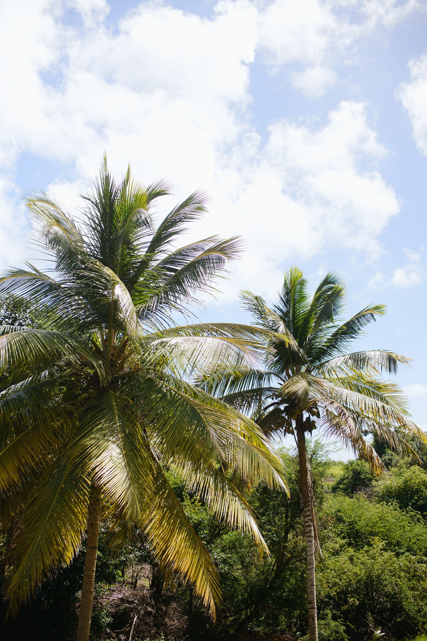 Palm Trees Neil GT Photography Marie Galante Guadeloupe Travel Destination Photographer Caribbean
