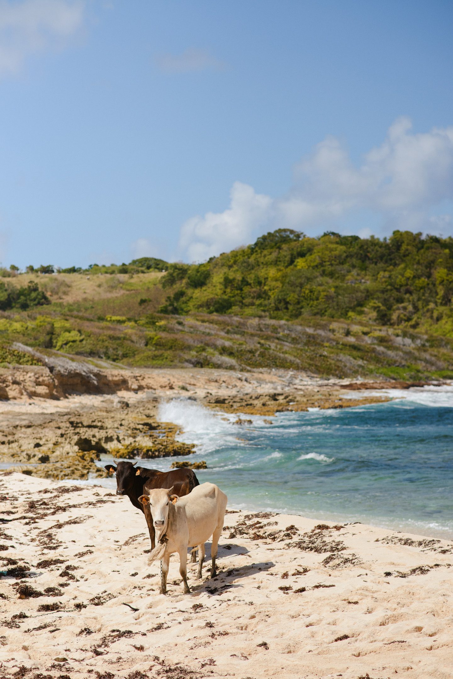 Beach Cows Neil GT Photography Marie Galante Guadeloupe Travel Destination Photographer Caribbean